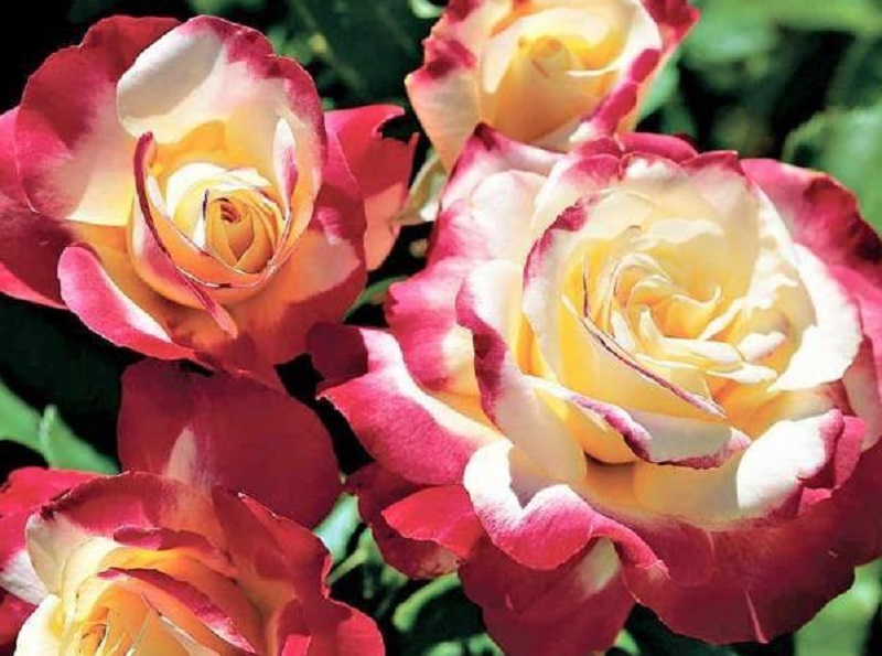 Famous Roses