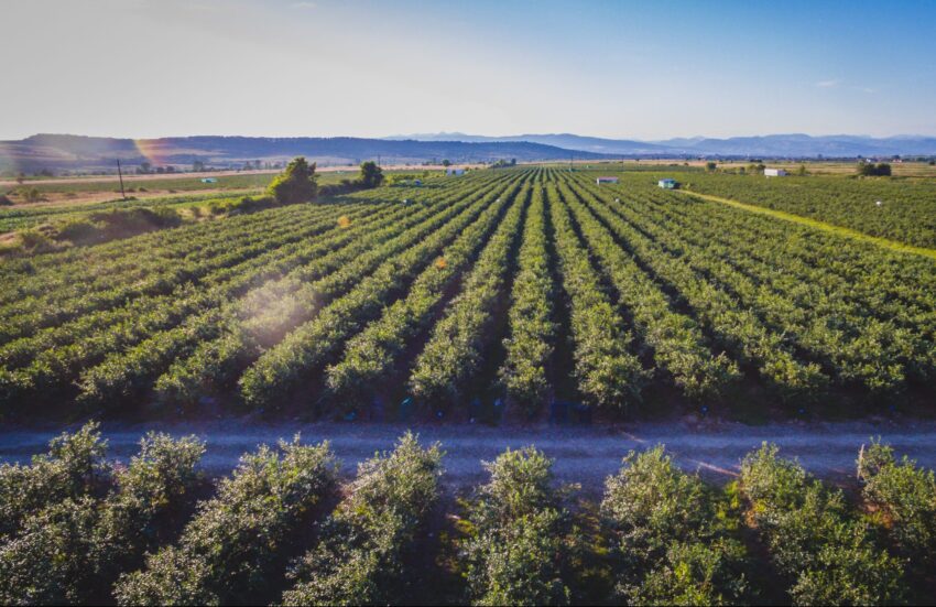 Arbuști de Afin de Calitate Superioară de la Mountain View Growers 